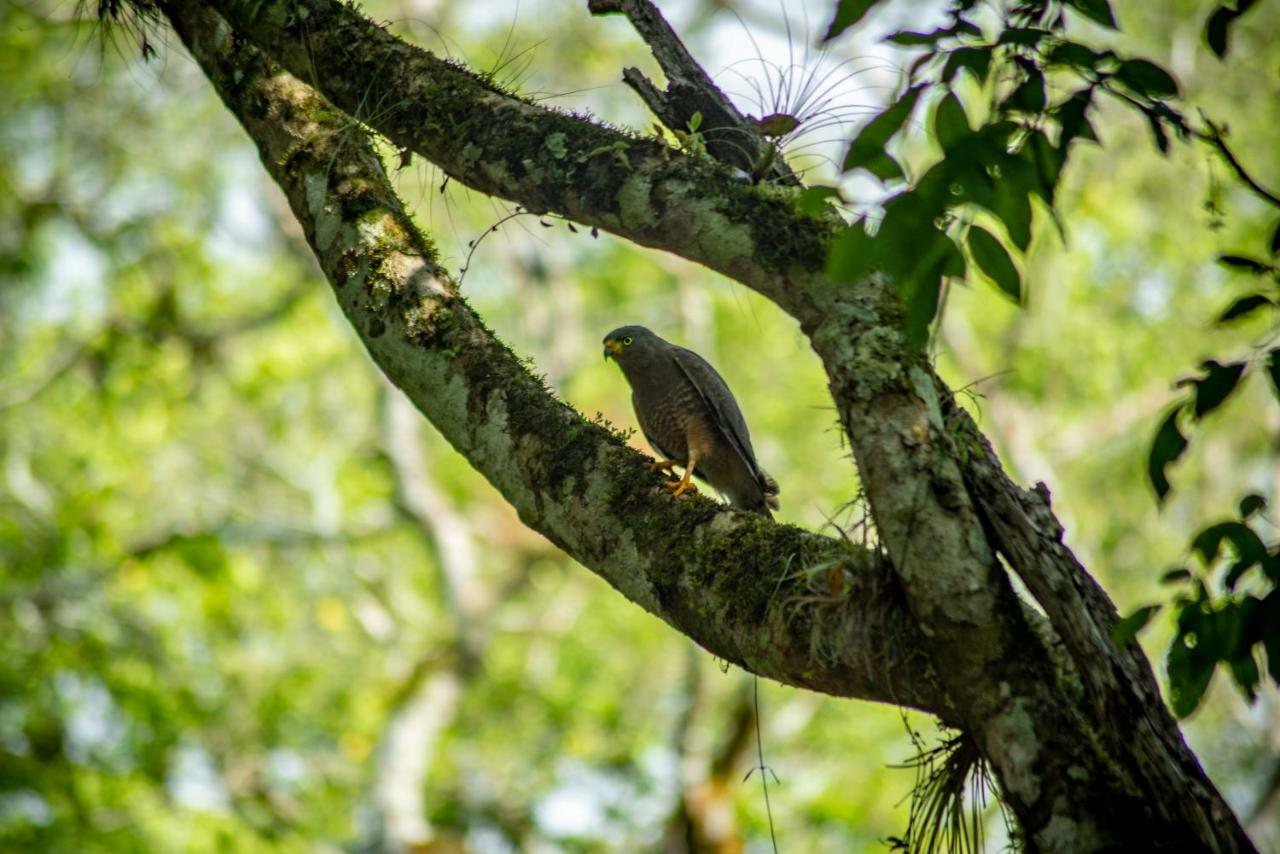 Ecolodge El Sombrero Laguna Yaxha Eksteriør billede