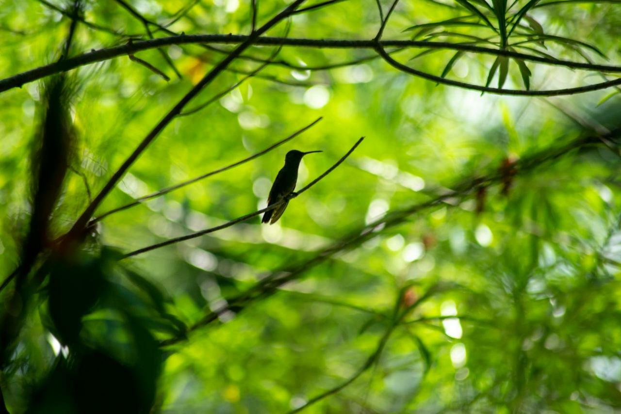 Ecolodge El Sombrero Laguna Yaxha Eksteriør billede